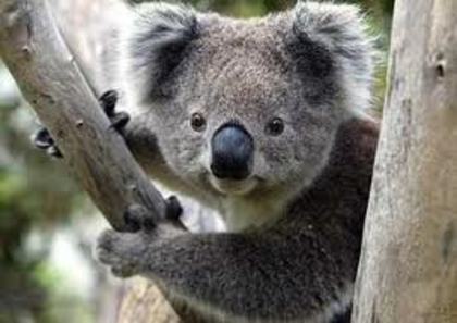 koala ;x - Animalutele mele favorite