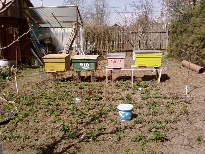 4familii noi in gradina