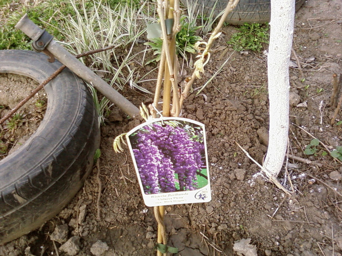 wisteria floribunda Viola