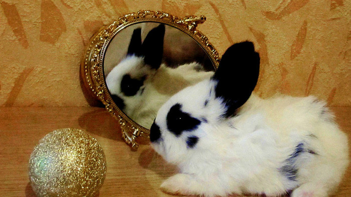 Easter-Bunny-Mirror