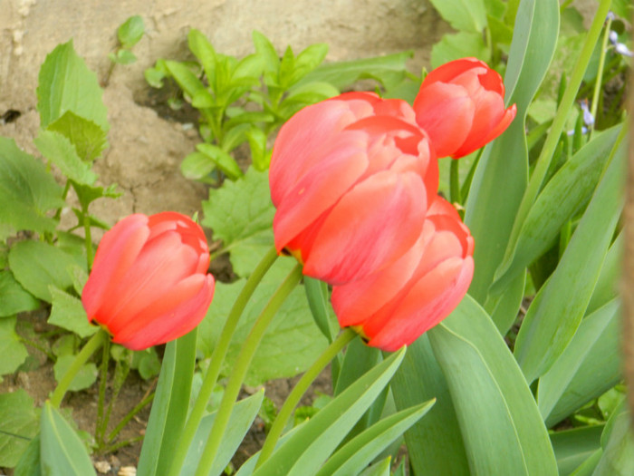 DSCN2337