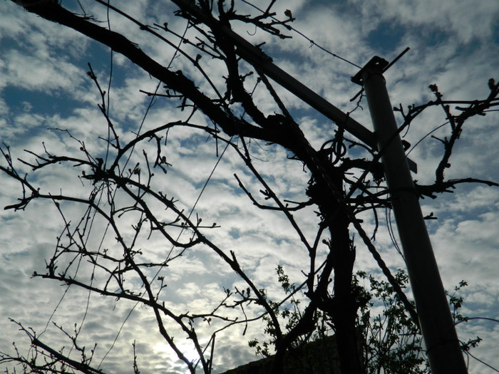 DSCN2358
