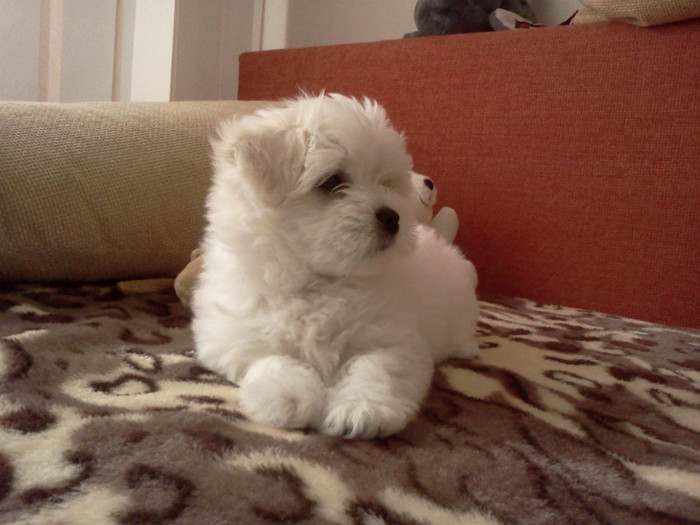 bichon - ciobanul-2  06_2010