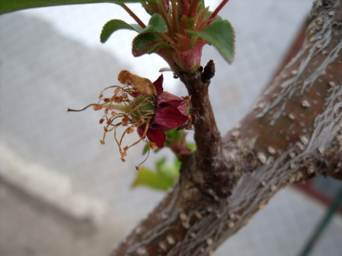 Picture 129 - pomi fructiferi