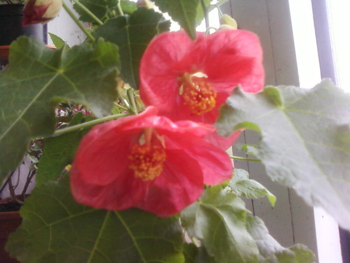  - A-Flori 2012