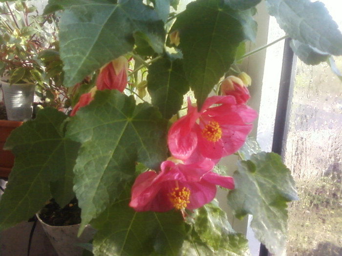  - A-Flori 2012