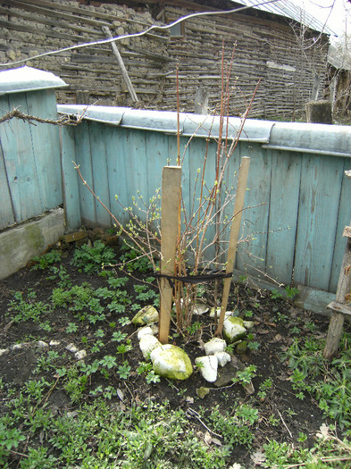iasomia inverzeste 12 april - april 2012