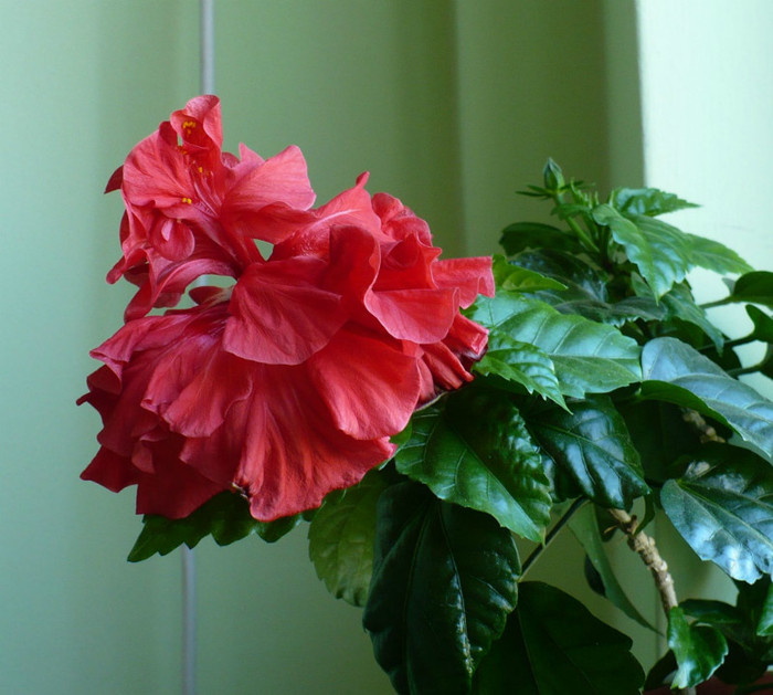 P1380334 - hibiscusi 2012