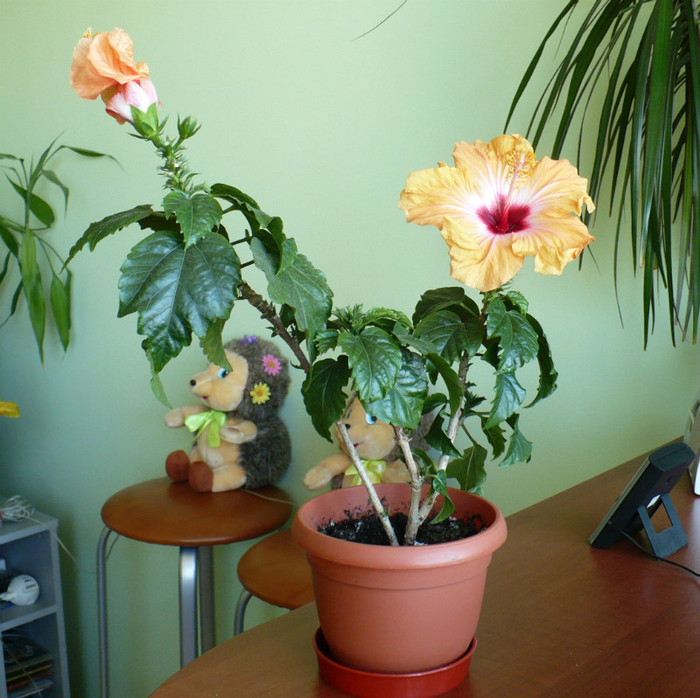P1380364 - hibiscusi 2012