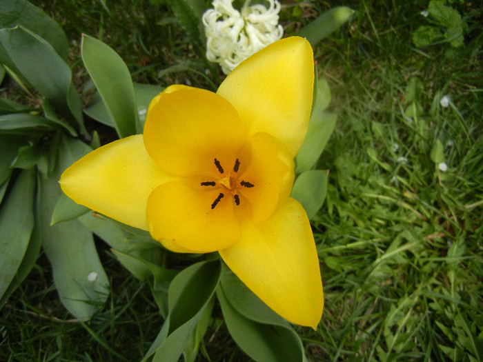 Tulipa Candela (2012, April 12)