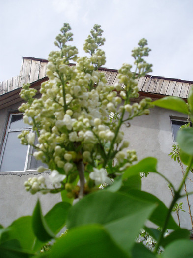 si bunastare cat cuprinde...