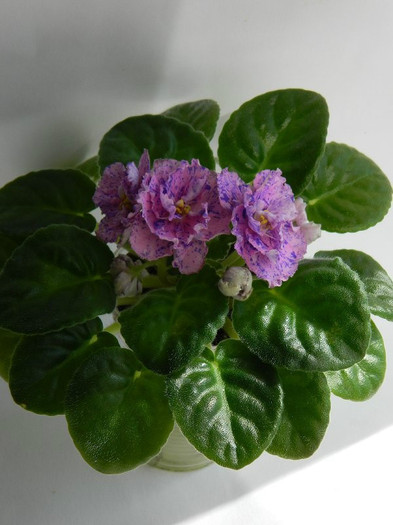 RS MASKARAD - 0 violete africane-saintpaulia aprilie 2012