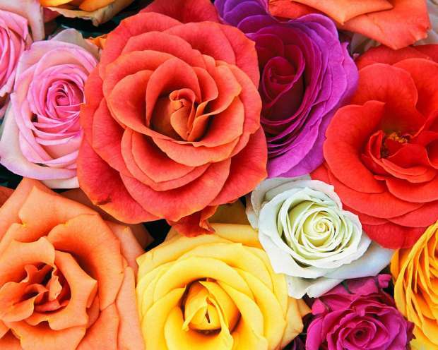 colorat - Poze cu trandafiri coloratii si simpli
