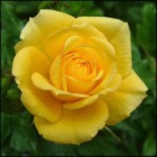 galben - Poze cu trandafiri coloratii si simpli