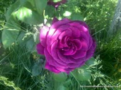 tranndafir roz - Poze cu trandafiri coloratii si simpli