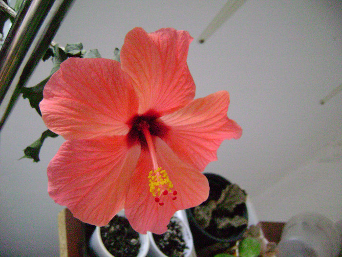 DSC08464 - hibiscus 2012