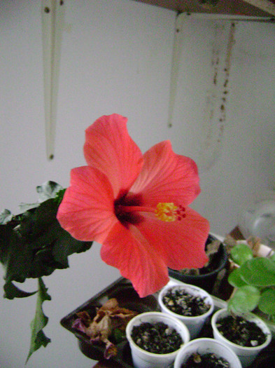 DSC08460 - hibiscus 2012