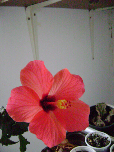 DSC08461 - hibiscus 2012