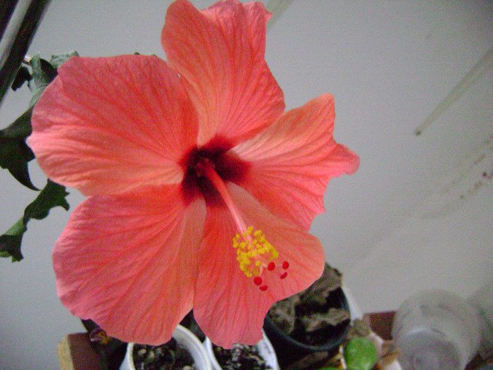 DSC08463 - hibiscus 2012