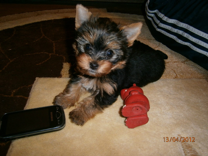 P4130054 - Yorkshire terrier mini toy   Bella