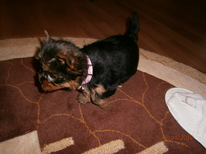 P4130065 - Yorkshire terrier mini toy   Bella