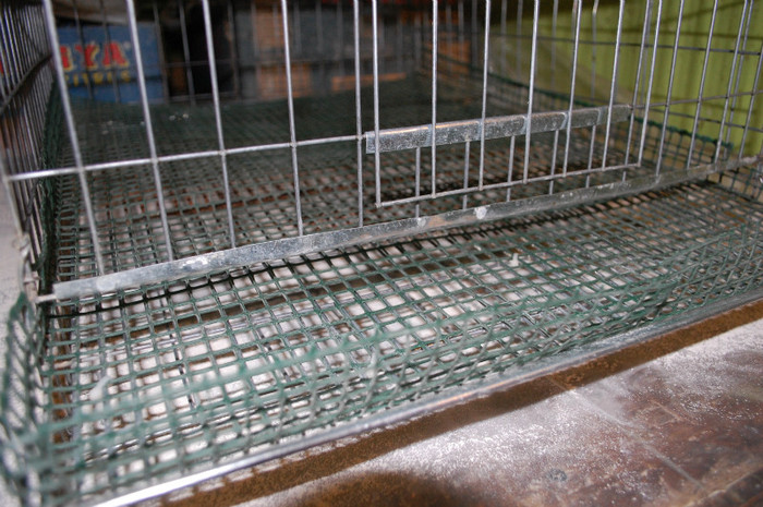 custi_prepelite_cu_plasa_plastic_apr_2012 (4) - 51 prepelite