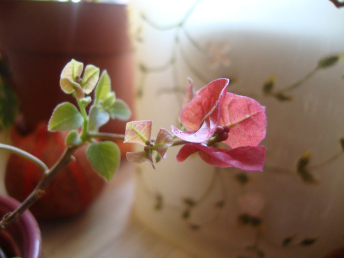  - florile mele2
