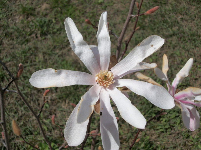100_7926 - magnolia 2012