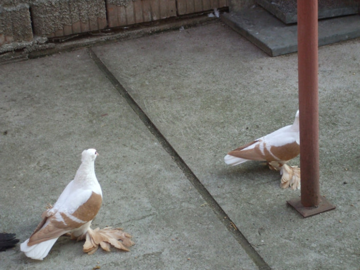 DSCF1197 - RANDUNELE MATCA 2012