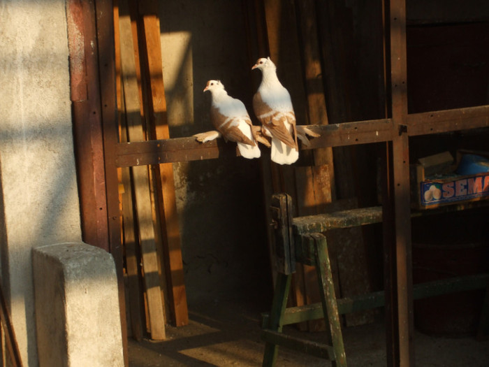 DSCF1200 - RANDUNELE MATCA 2012