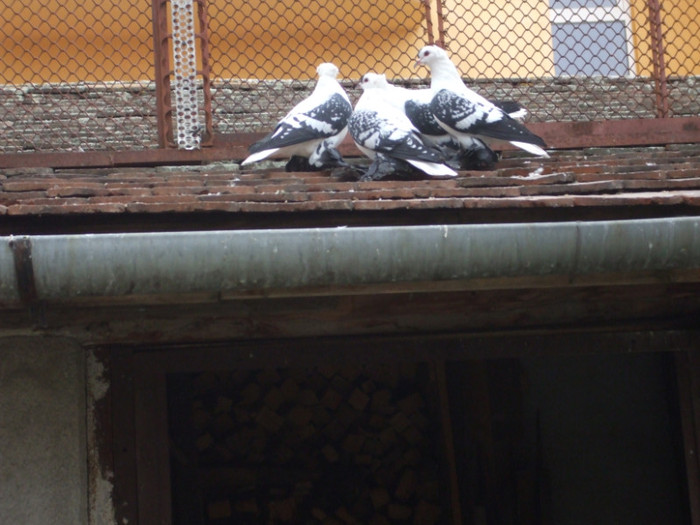 DSCF1219 - RANDUNELE MATCA 2012