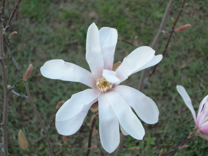 100_7873 - magnolia 2012