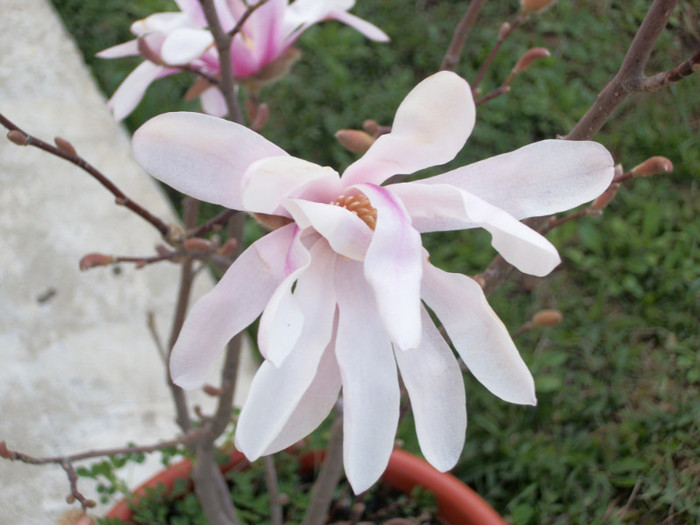 100_7874 - magnolia 2012