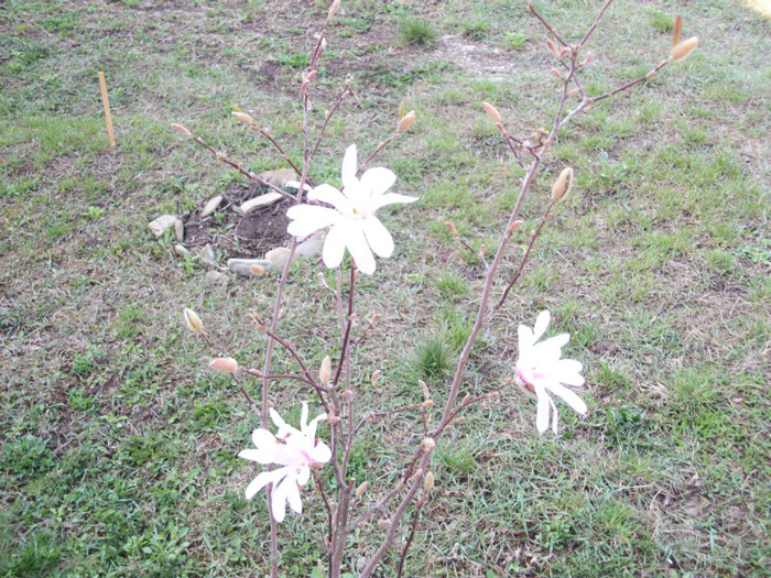 100_7875 - magnolia 2012