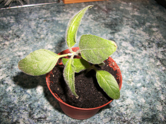 brovalia - prietenele practic