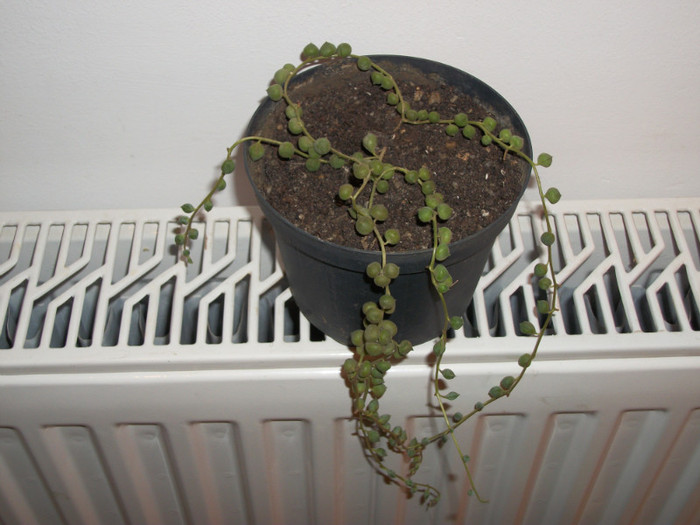 senecio - magdasomesan