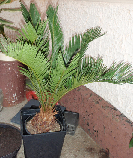 cycas 10apr2012 - Verzi