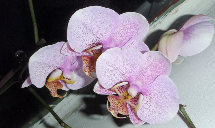 phal lila pistruiata - Phalaenopsis