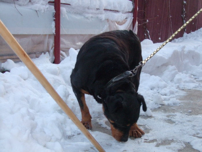 rottweiler - ANIMALE DE VINZARE