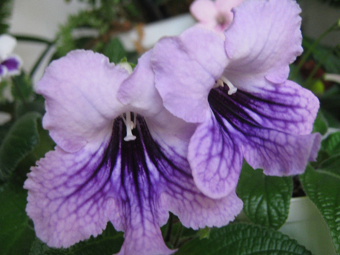 ds mistika - streptocarpusi