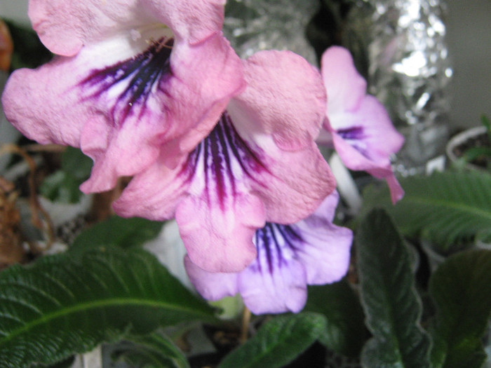  - streptocarpus DS Mirazh  -Dimetris