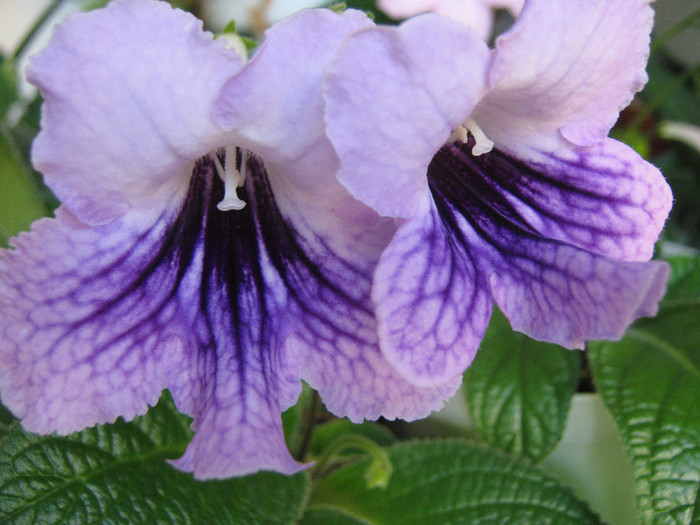  - streptocarpus DS Mistika