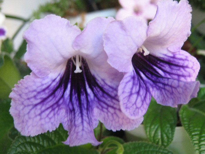  - streptocarpus DS Mistika