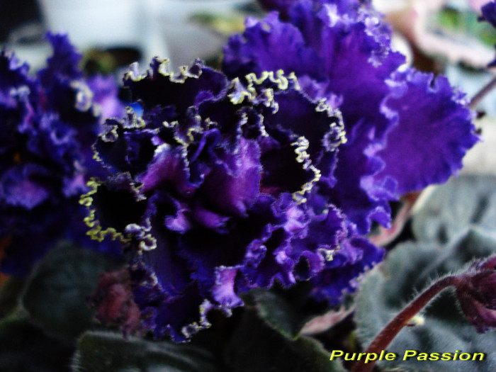 Purple Passion (14-04-2012) - Violete 2012