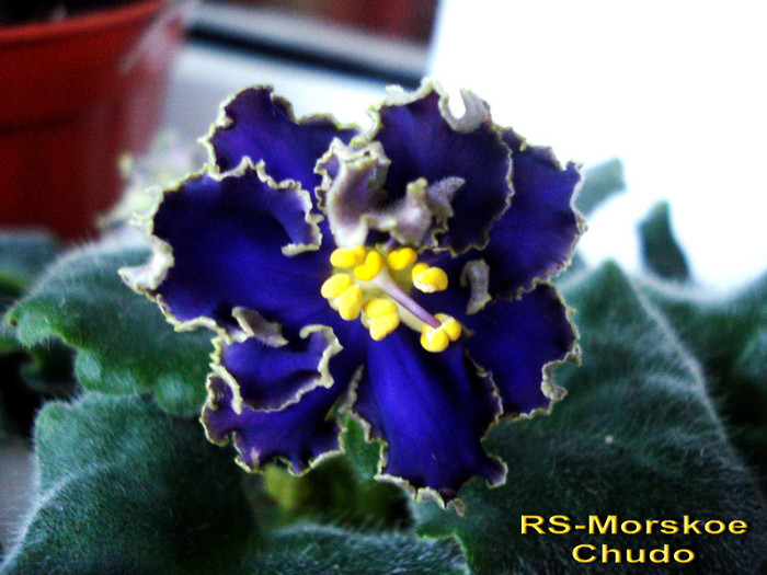 RS-Morskoe Chudo (4-04-2012) - Violete 2012