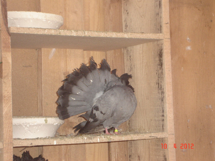 femela 2011; cumpar mascul
