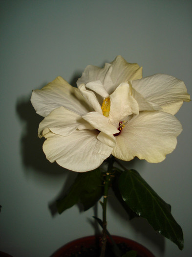 DSC02159 - HIBISCUS 2012