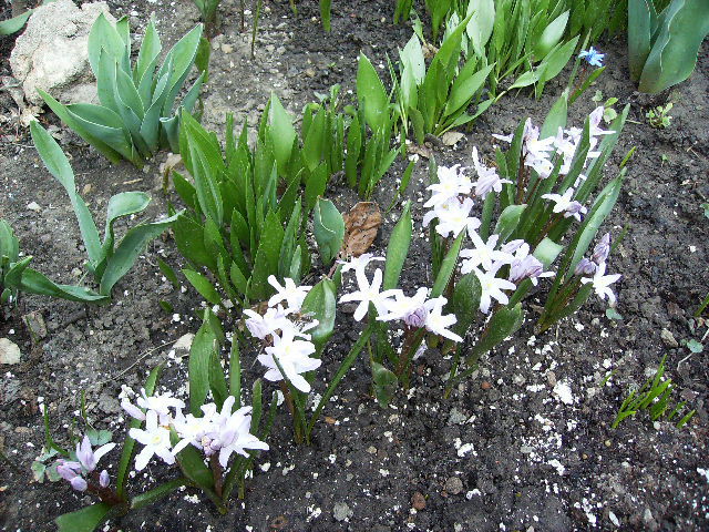 chionodopxa - flori de Aprilie 2012