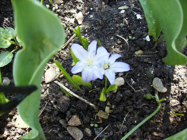 chionodoxa 2 - flori de Aprilie 2012