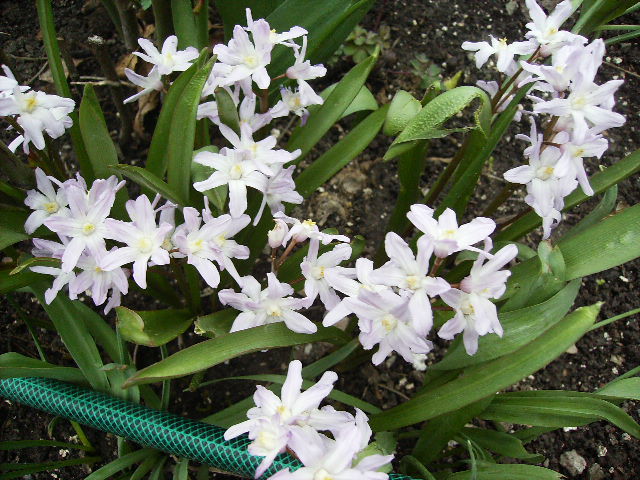 chionodoxa albi - flori de Aprilie 2012